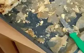 558042808_1336489201599737_387255756209846031_n